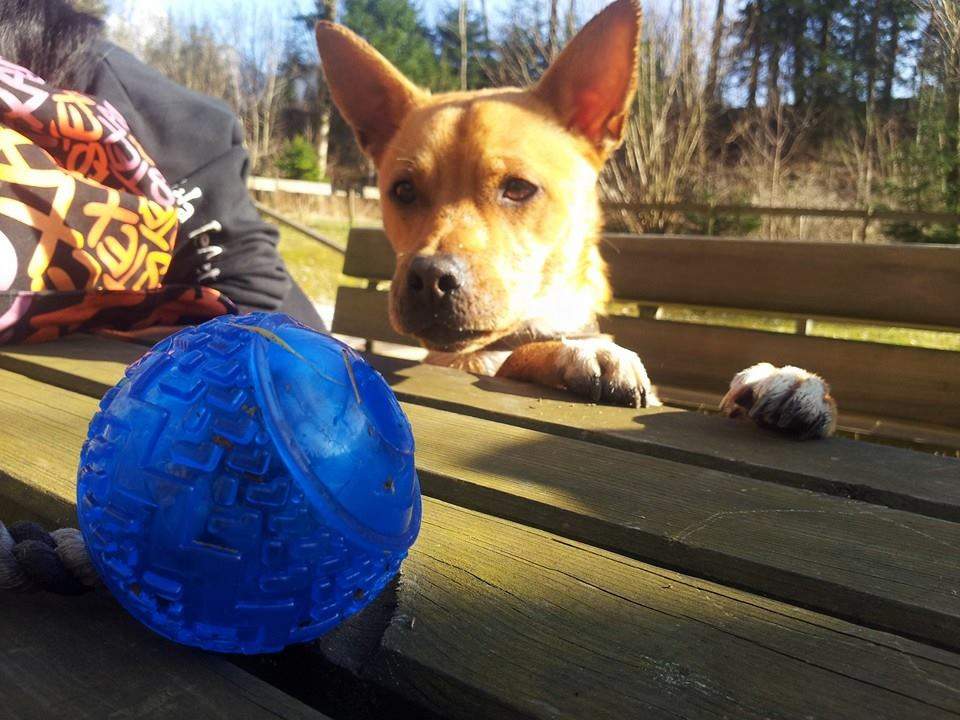 Hund der auf einen blauen Ball starrt